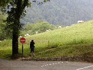 P6240216 Kravy a pasak.JPG